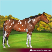 Horse Color:White Spotted Bay Tobiano 