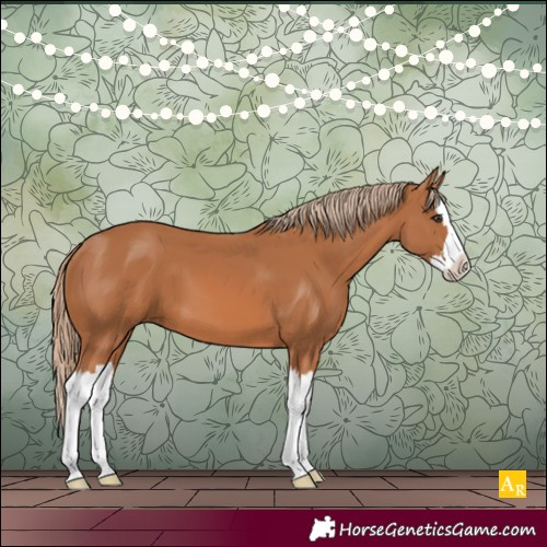 Horse Color:Chestnut Splash 