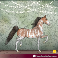 Horse Color:Bay Sabino 