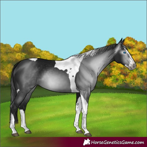 Horse Color:Gray Black Splash Tobiano