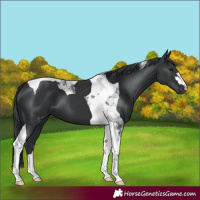 Horse Color:Black Tobiano 