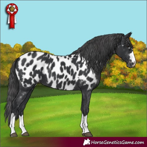 Horse Color:Black Appaloosa Rabicano 