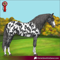 Horse Color:Black Appaloosa Rabicano 