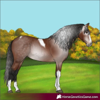 Horse Color:Gray Bay Splash Tobiano 