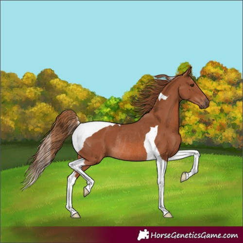 Horse Color:Chestnut Tobiano Rabicano 