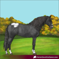 Horse Color:Black Appaloosa Rabicano 