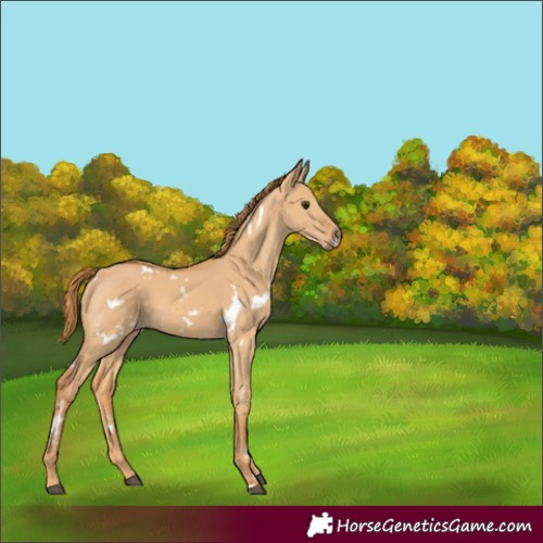 Horse Color:White Spotted Red Dun