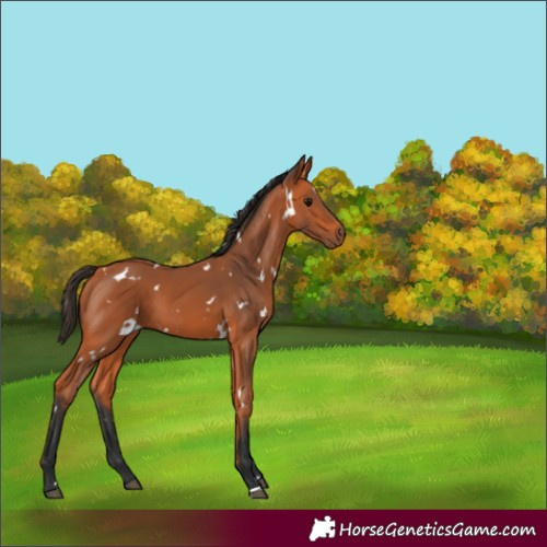Horse Color:White Spotted Bay 