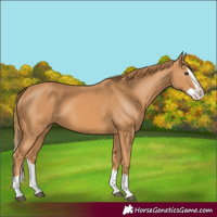 Horse Color:Chestnut Splash 