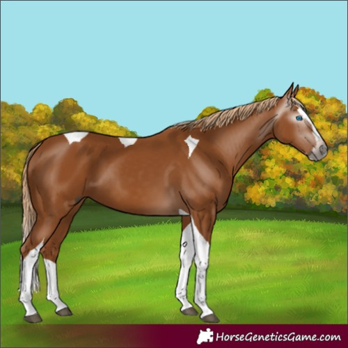 Horse Color:Gray Chestnut Splash Tobiano 