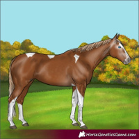 Horse Color:Gray Chestnut Splash Tobiano 