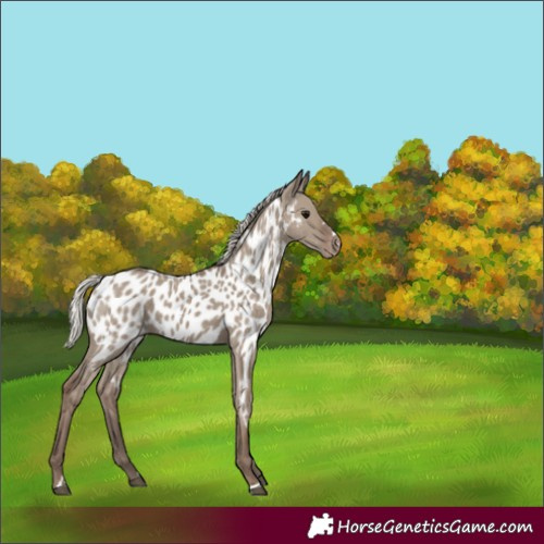 Horse Color:Silver Grullo Appaloosa