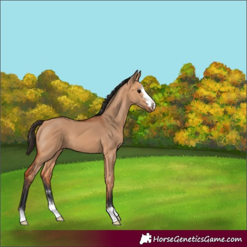 Horse Color:Bay Dun