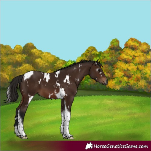 Horse Color:Gray White Spotted Bay Tobiano 