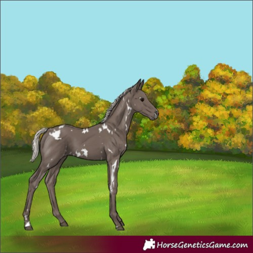 Horse Color:White Spotted Silver Black 