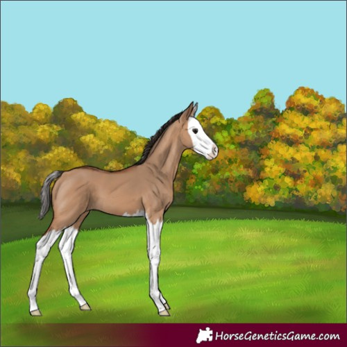 Horse Color:Bay Dun Splash 