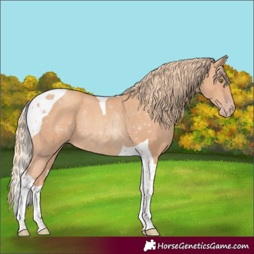 Horse Color:Gold Champagne Tobiano Rabicano 