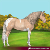 Horse Color:Gold Champagne Tobiano Rabicano 