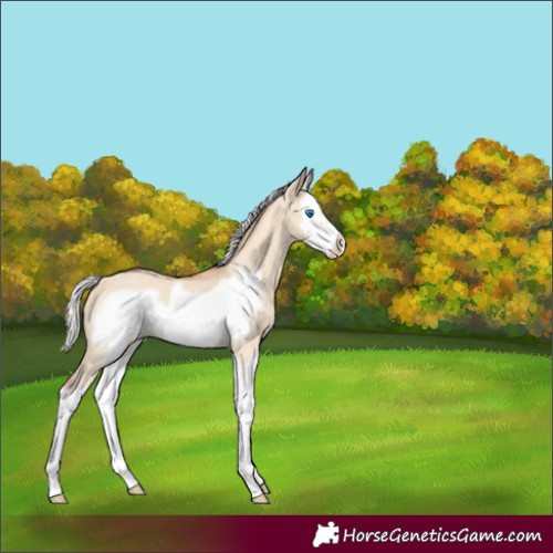 Horse Color:Silver Classic Champagne Dun Splash Frame 