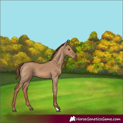 Horse Color:Red Dun 