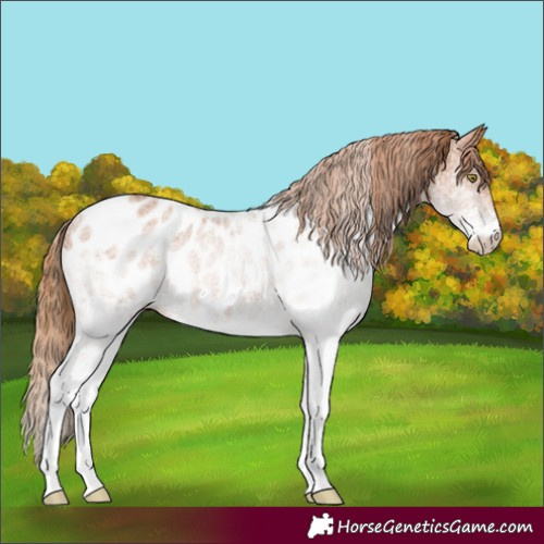 Horse Color:White Spotted Chestnut Appaloosa 