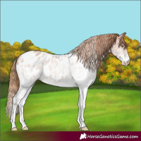 Horse Color:White Spotted Chestnut Appaloosa