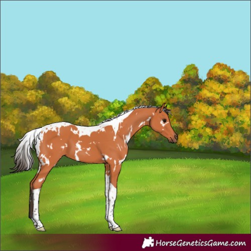 Horse Color:White Spotted Bay Tobiano 