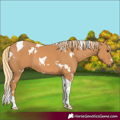 Horse Color:White Spotted Chestnut Tobiano 