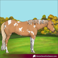 Horse Color:White Spotted Chestnut Tobiano