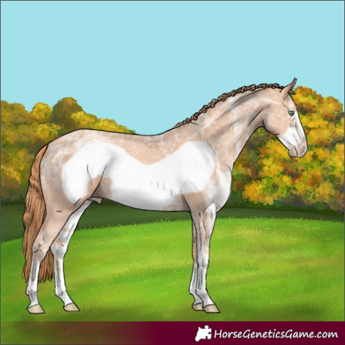 Horse Color:Gold Champagne Ice Sabino Frame 