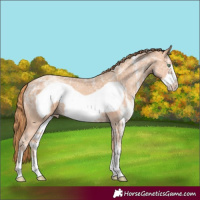 Horse Color:Gold Champagne Ice Sabino Frame