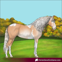 Horse Color:Gray Cremello Splash Tobiano 