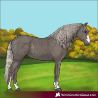 Horse Color:Silver Black 