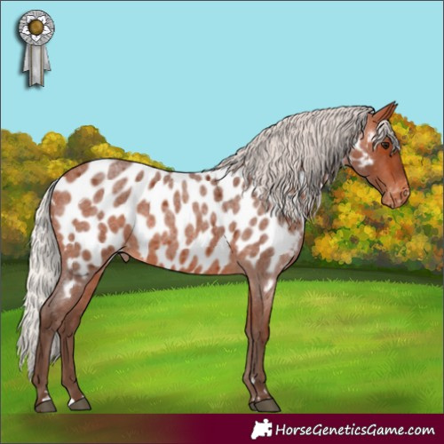 Horse Color:Silver Bay Roan Appaloosa Rabicano 