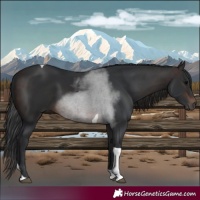 Horse Color:Brown Tobiano 