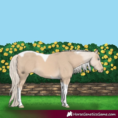 Horse Color:Cremello Tobiano 