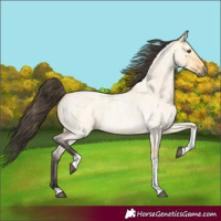 Horse Color:Buckskin Roan Dun Tobiano 