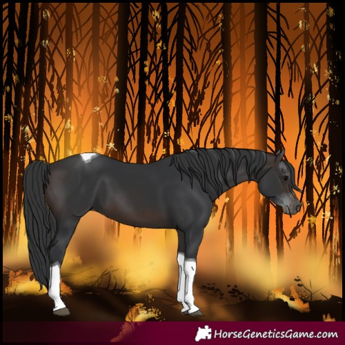 Horse Color:Brown Tobiano 