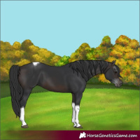 Horse Color:Brown Tobiano 