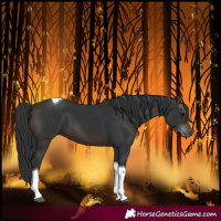 Horse Color:Brown Tobiano 