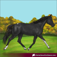 Horse Color:Liver Chestnut Tobiano