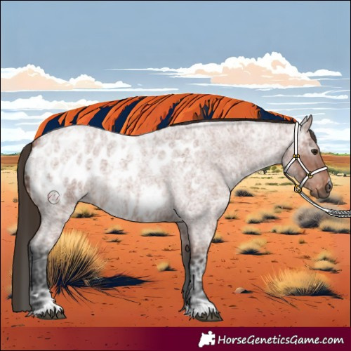 Horse Color:Gray Bay Ice Roan Appaloosa
