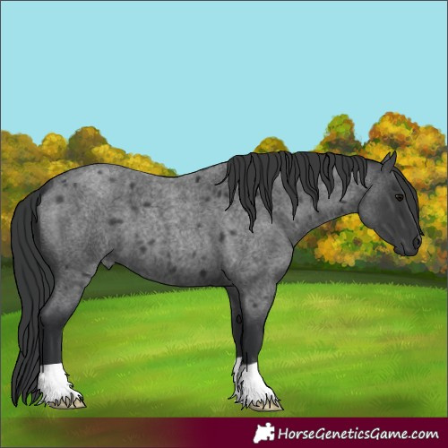 Horse Color:Blue Roan 