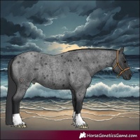 Horse Color:Blue Roan