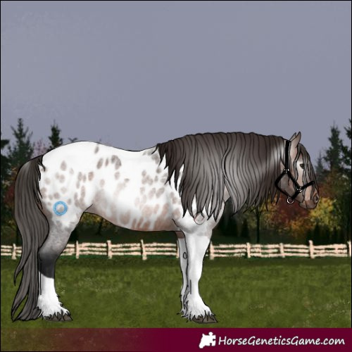 Horse Color:Gray Bay Roan Tobiano Near Leopard