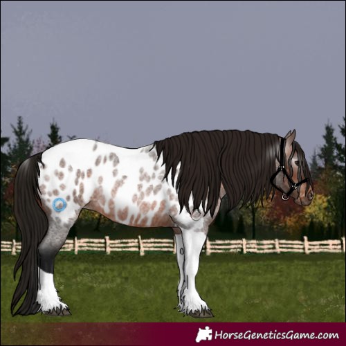 Horse Color:Gray Bay Roan Tobiano Appaloosa 