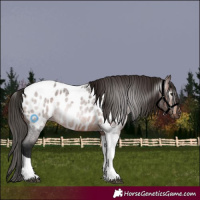 Horse Color:Gray Bay Roan Tobiano Near Leopard