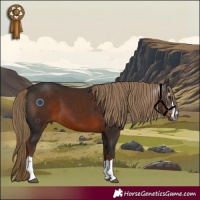 Horse Color:Gray Liver Chestnut