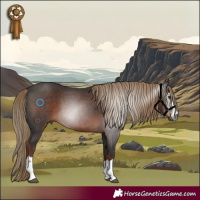 Horse Color:Gray Liver Chestnut 