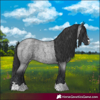 Horse Color:Blue Roan 